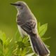 Northern Mockingbird