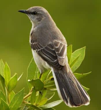 Northern Mockingbird