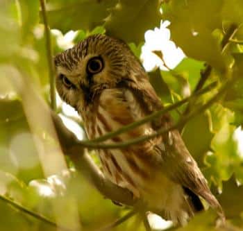 A tiny saw-whet owl lurking in the woods