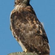 Red-tailed hawk