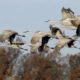 Sandhill Cranes