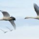 Tundra swans