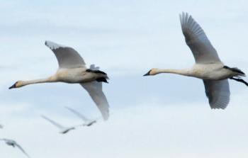 Tundra swans