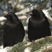 American crows