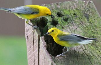 Pair of prothonotary warblers