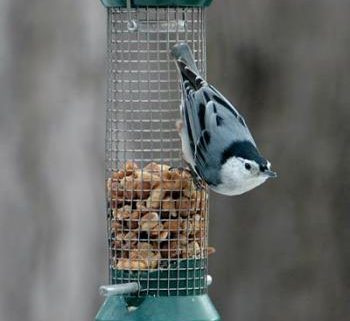 White-breasted Nuthatch