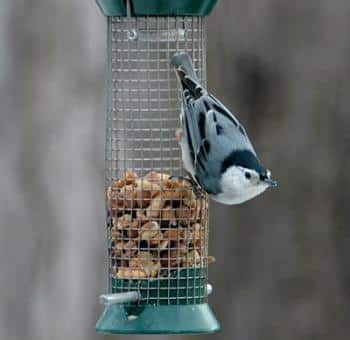 White-breasted Nuthatch