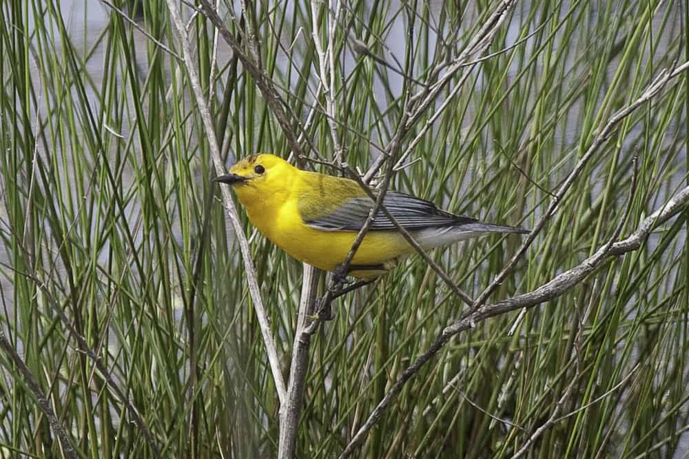 Prothonotary Warbler