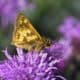 Butterfly on Blazing Star