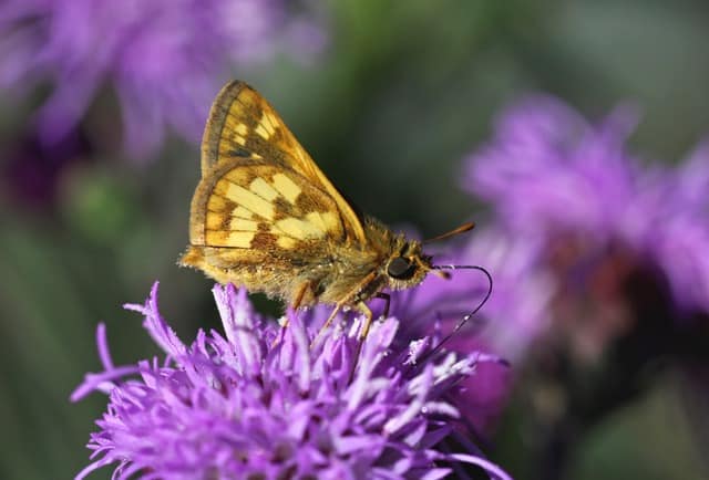 Butterfly on Blazing Star