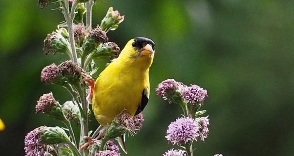 Bird w/ Blazing star