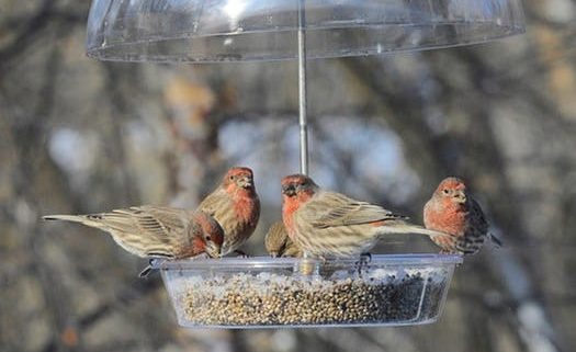 Finches