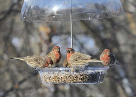 Finches