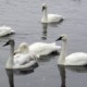 Swans