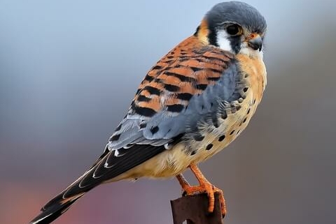 The American Kestrel