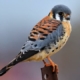 The American Kestrel