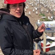 Annie Bracey using MOTUS to track juvenile Common Terns