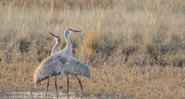 Two Sandhill Cranes