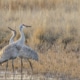 Two Sandhill Cranes