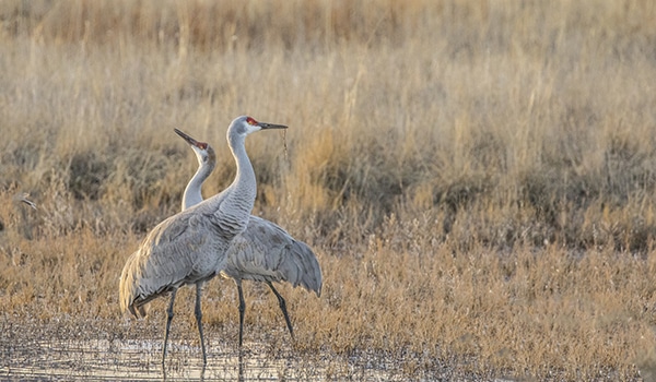 Two Sandhill Cranes