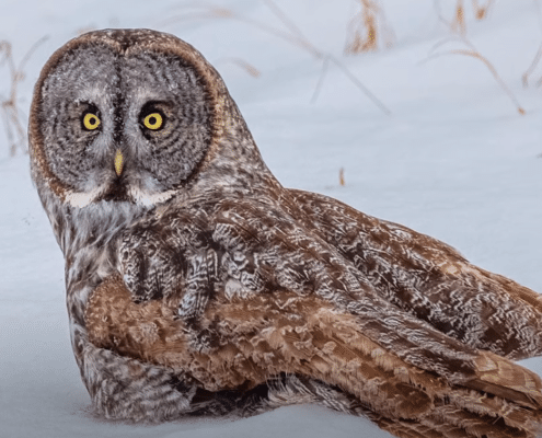 Great Gray Owl