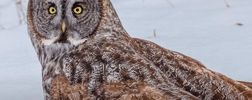 Great Gray Owl