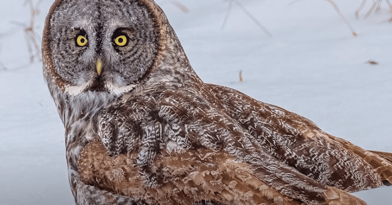 Great Gray Owl