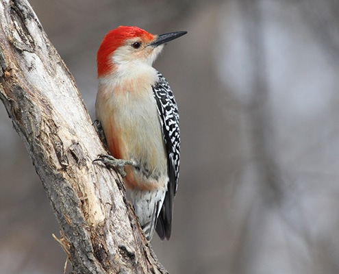 Red-bellied Woodpecker
