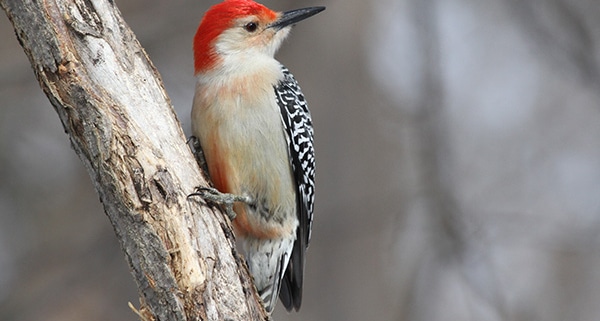 Red-bellied Woodpecker