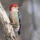 Red-bellied Woodpecker