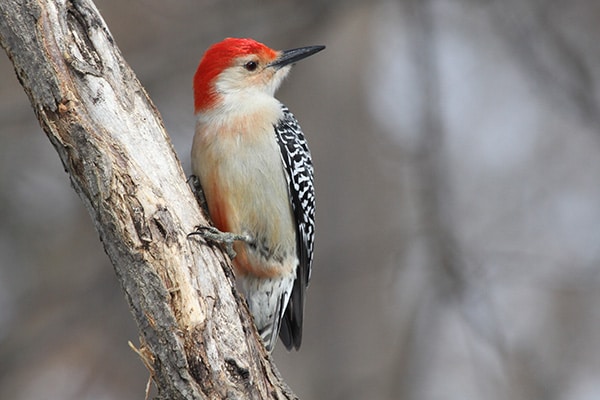 Red-bellied Woodpecker