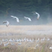 Sandhill Cranes by Patrick McInnis