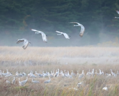 Sandhill Cranes by Patrick McInnis