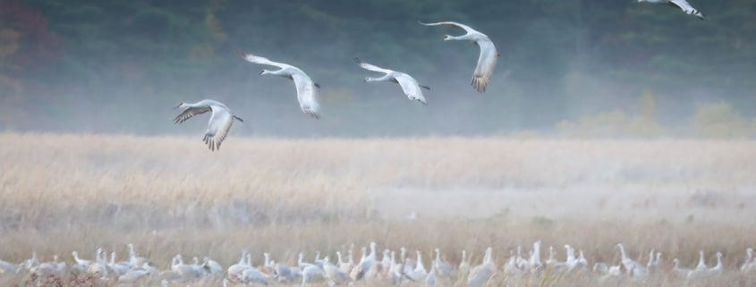 Sandhill Cranes by Patrick McInnis