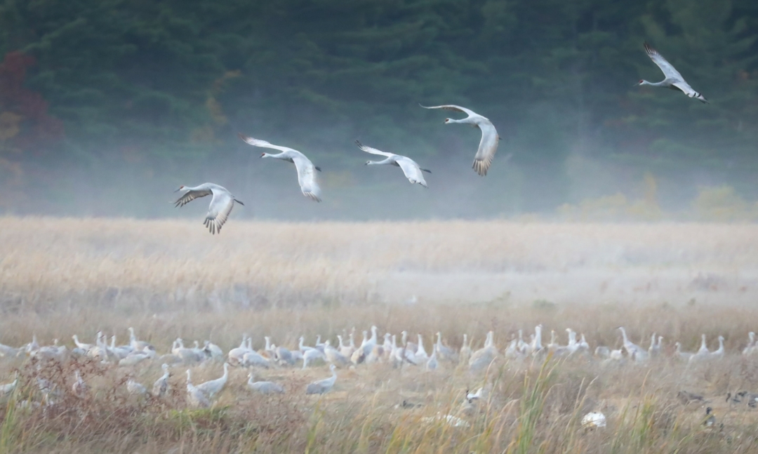 Sandhill Cranes by Patrick McInnis