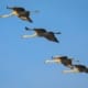 Sandhill Cranes by Patrick McInnis