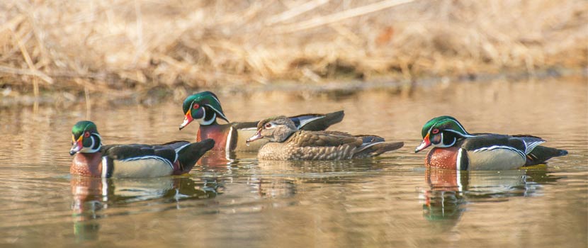 wood ducks - Three Rivers Park District