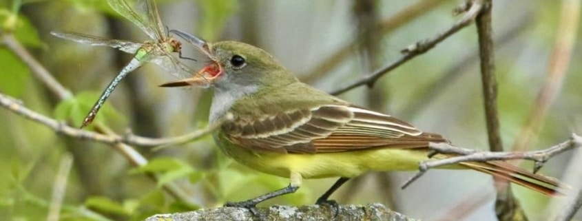 Great-Crested Flycatcher