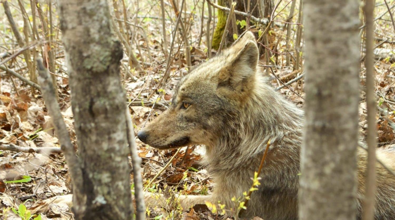 Voyageurs Wolf Project