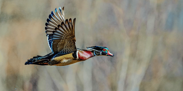 Wood Duck in flight