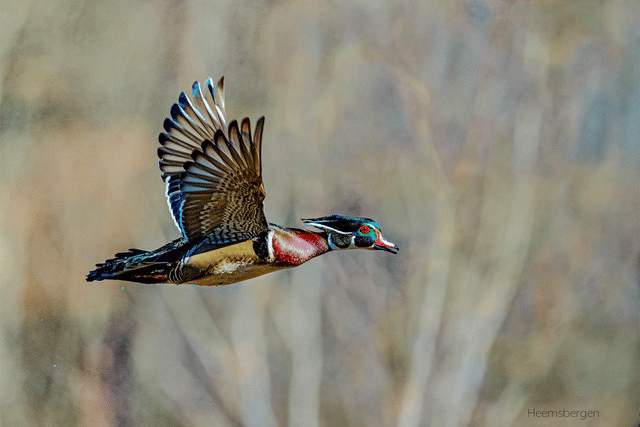 Wood Duck in flight