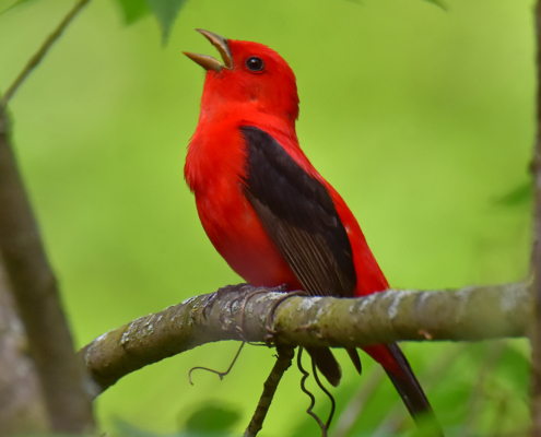 A scarlet tanager singing