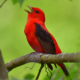 A scarlet tanager singing