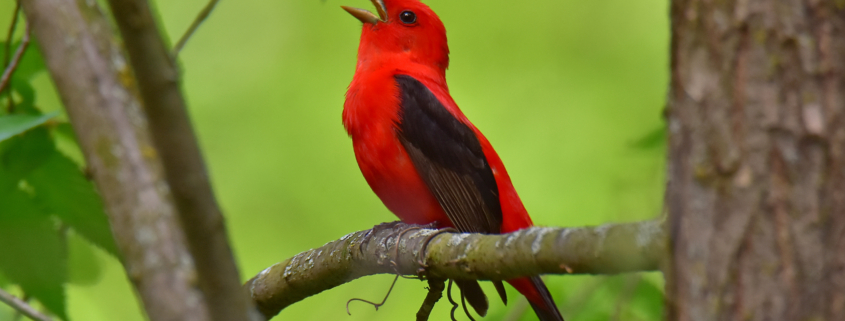A scarlet tanager singing