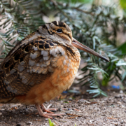 American Woodcock