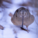 Woodcock in the snow