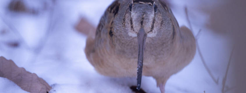 Woodcock in the snow